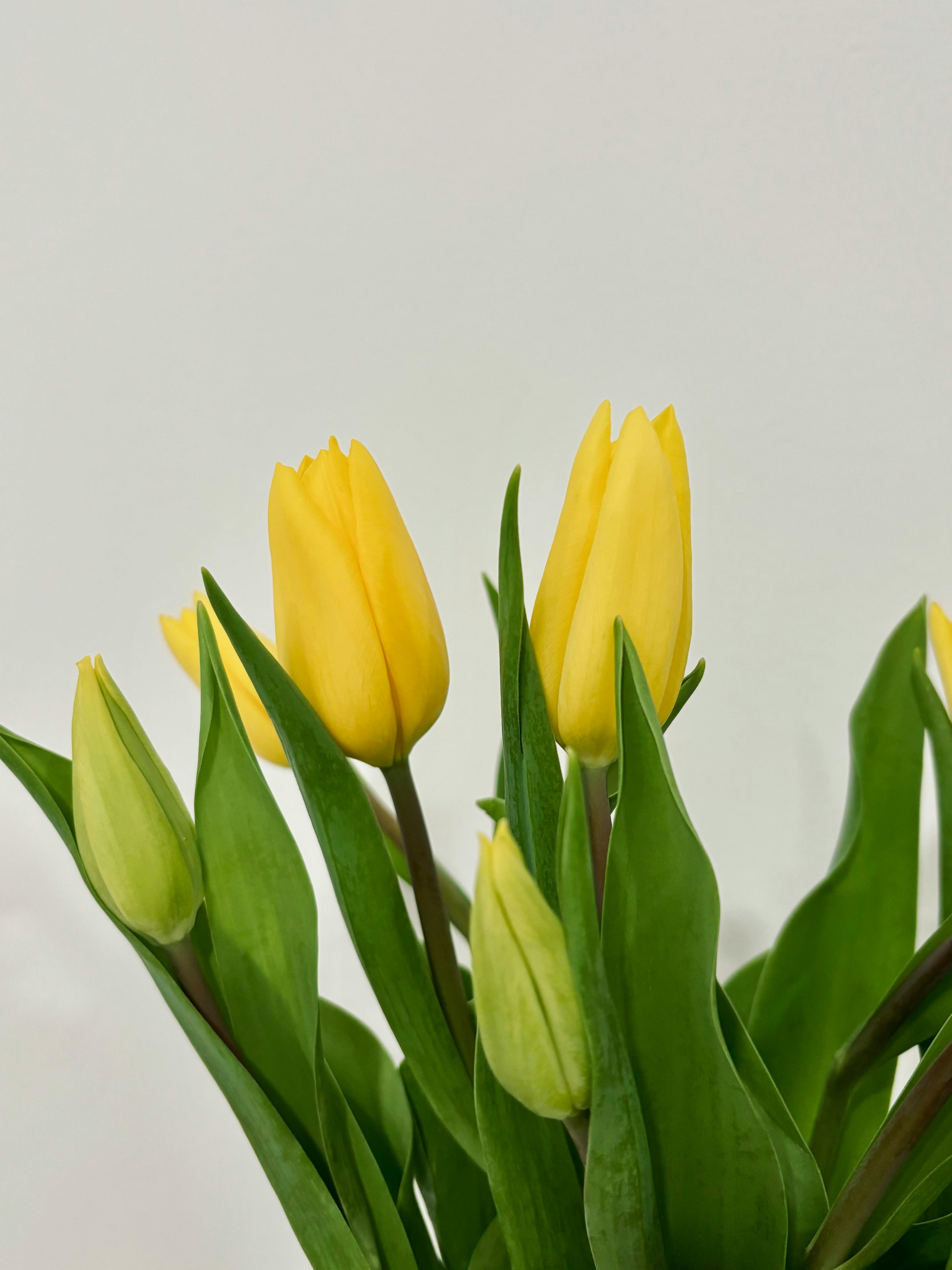 Close-up shot of vibrant yellow tulips with green leaves against a neutral background, ideal for spring themes.