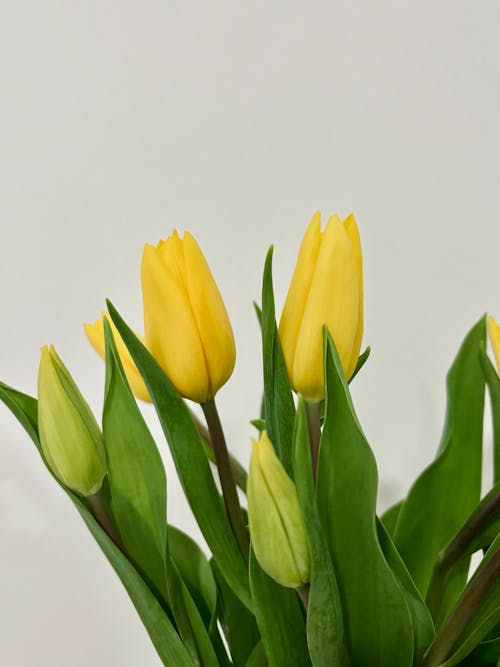 Bunch of Yellow Tulip Flowers 