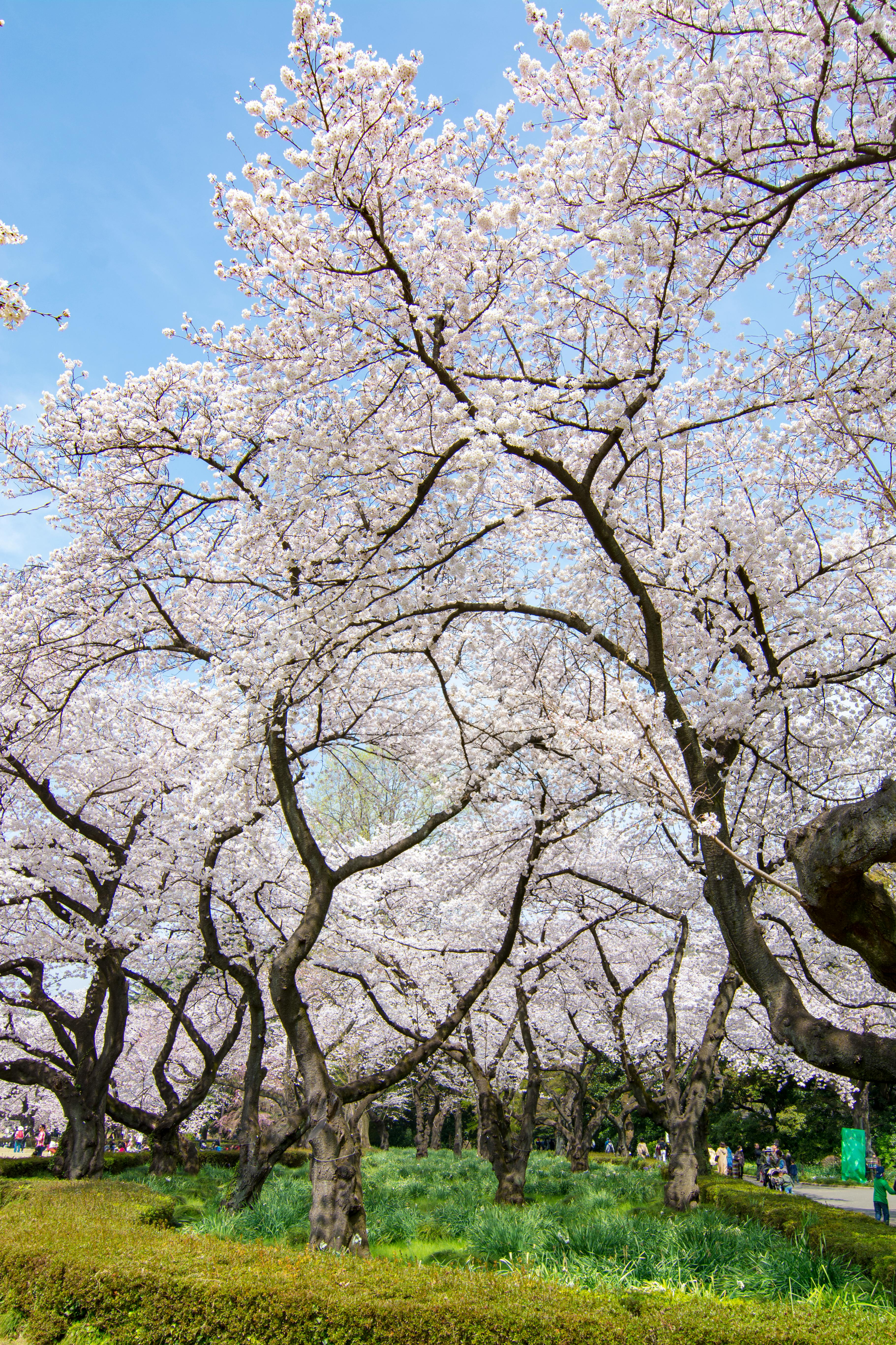 Free stock photo of cherry blossom, flowers, japan