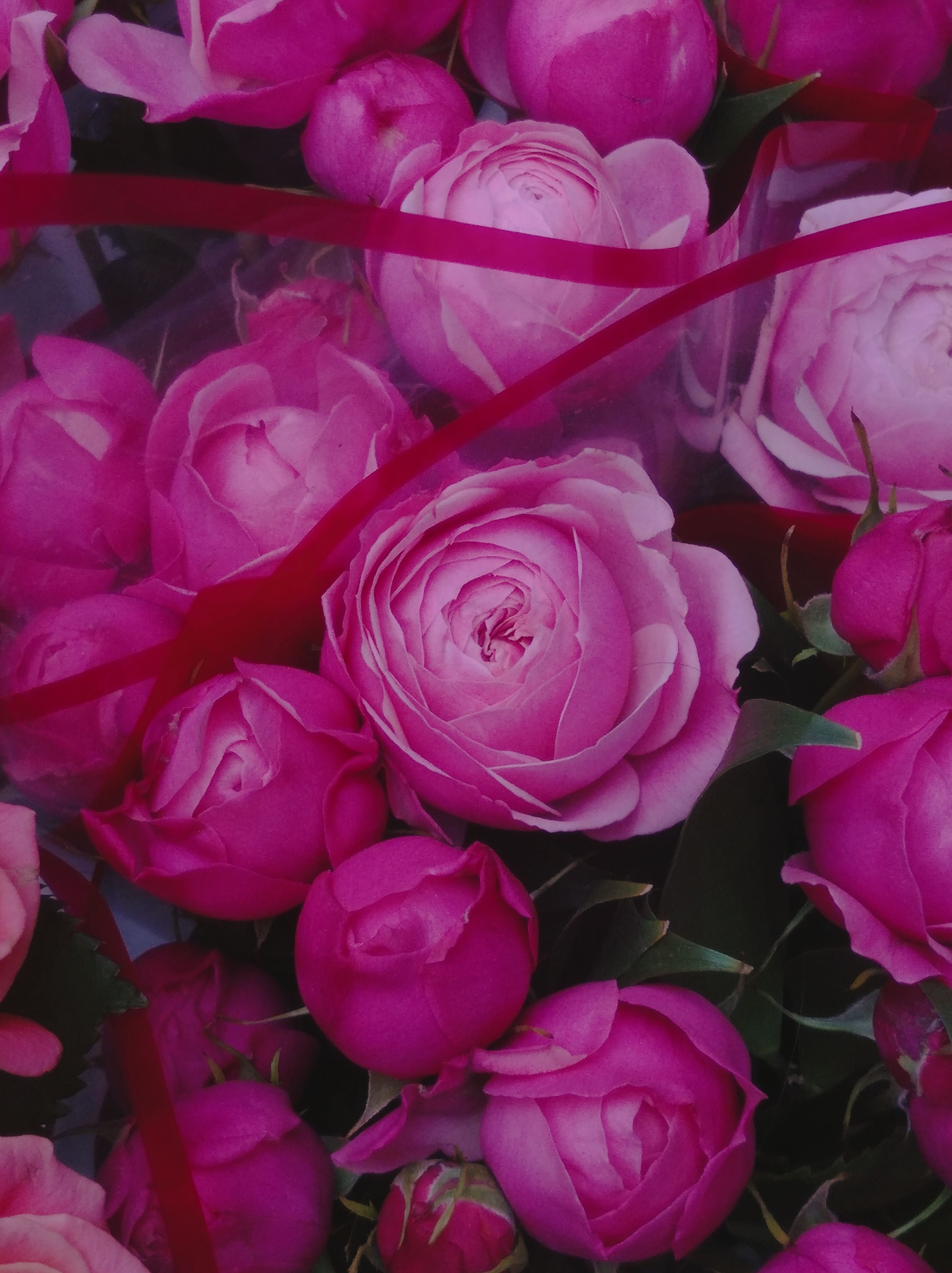 Bouquets of Purple Roses · Free Stock Photo
