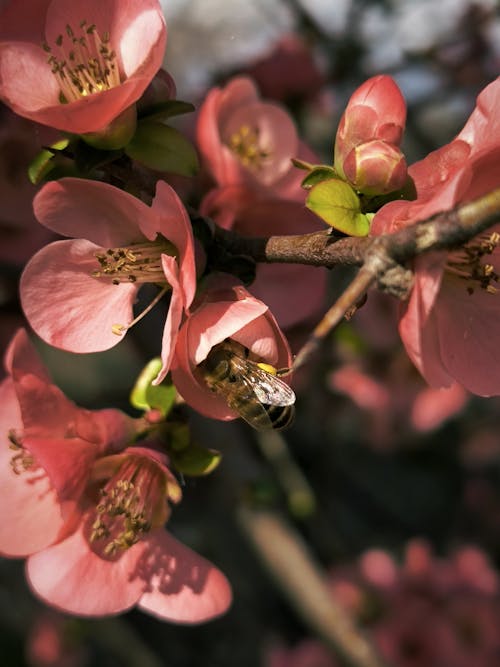 Fotos de stock gratuitas de abeja, al aire libre, apple