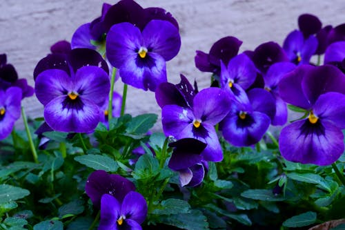 A group of purple pansies in a pot