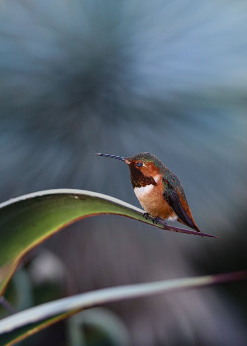 Hummingbird Perching on a Leaf