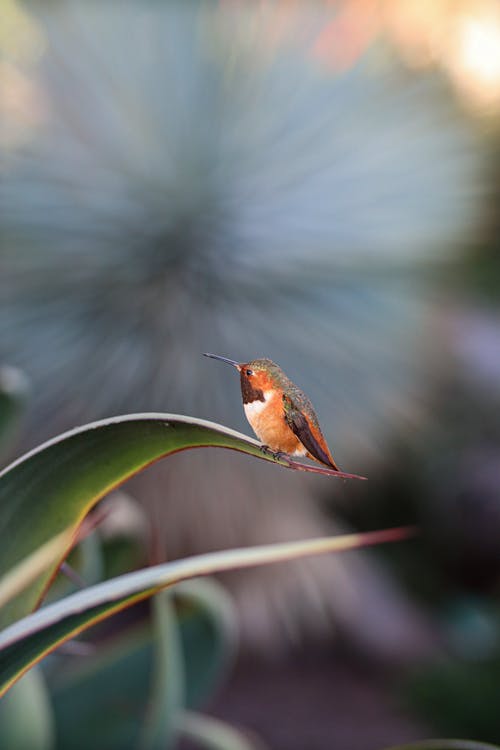 A hummingbird is perched on a leaf