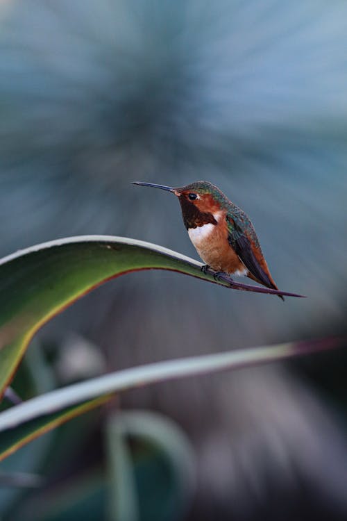 Hummingbird Perching on a Leaf