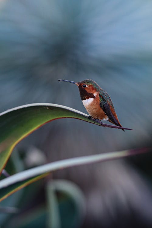 Imagine de stoc gratuită din colibri, faună sălbatică, focalizare selectivă