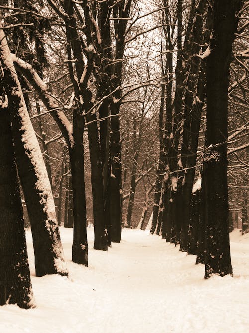 A snowy path in the woods with trees