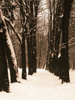 Tranquil snow-covered forest with tall trees in sepia tone for winter calm.