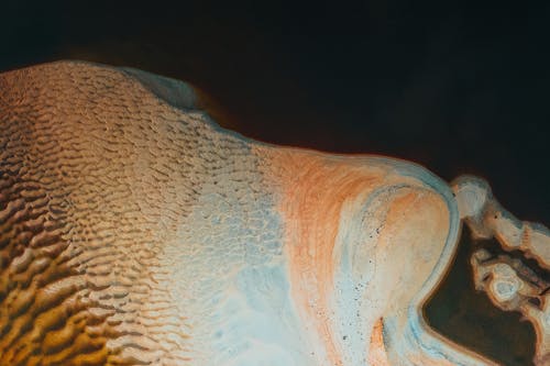 Darmowe zdjęcie z galerii z bezkręgowiec, biologia, cień