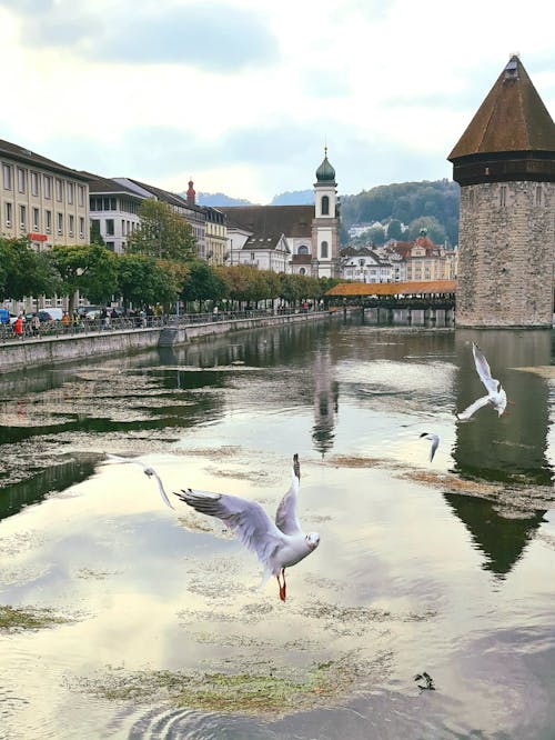 Seagulls Flying over the Reuss River with the Chapel Bridge in the Background