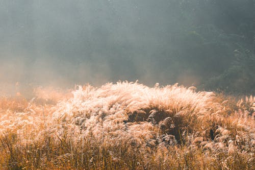 Gratis stockfoto met fabrieken, grasland, grassen