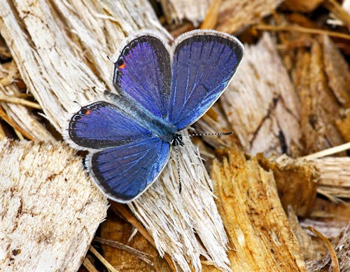 A blue butterfly sitting on a piece of wood