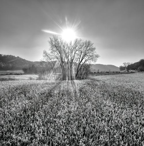 Imagine de stoc gratuită din alb-negru, apus, arbori