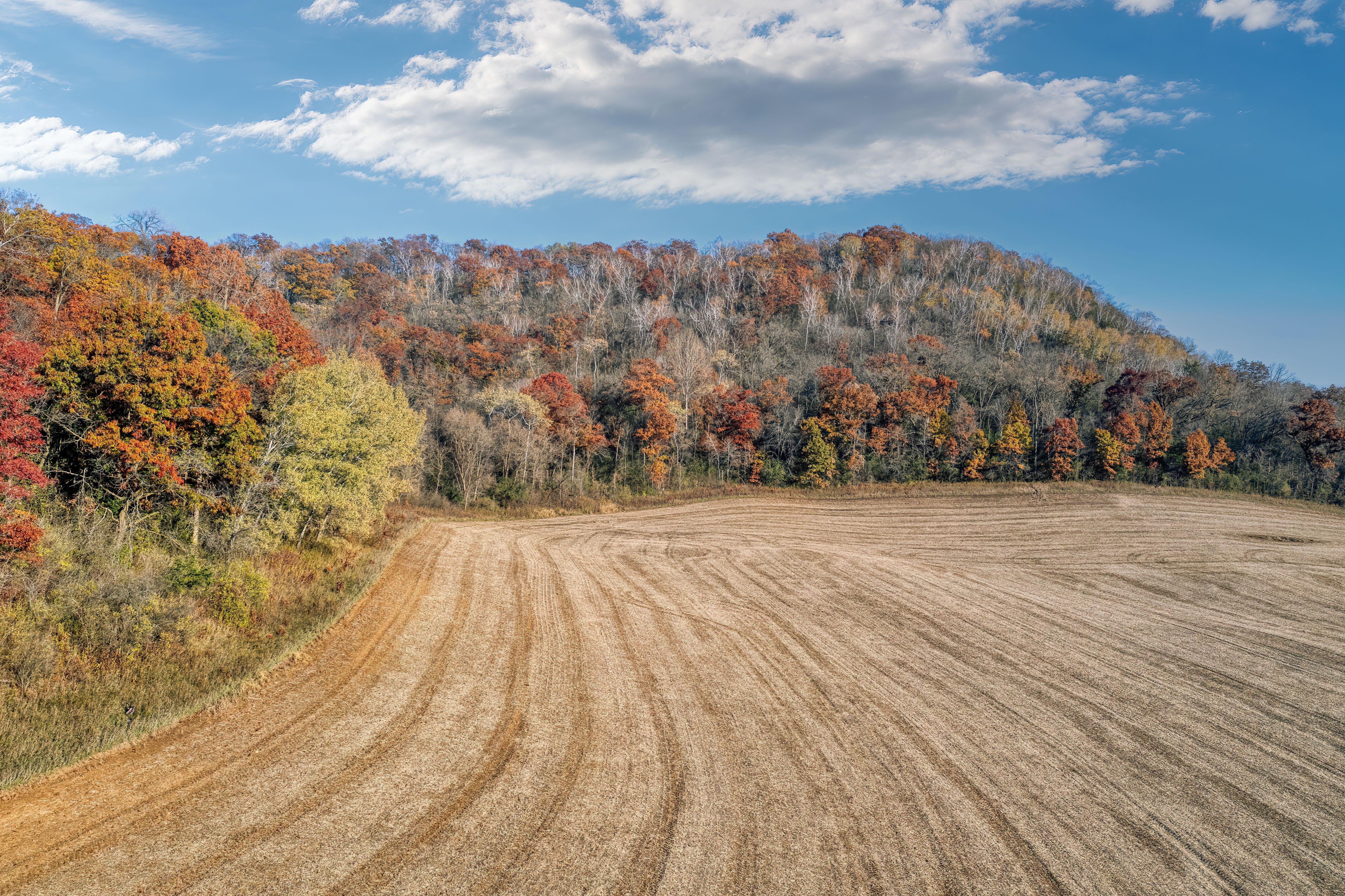 Rural Field and Autumn Forest · Free Stock Photo