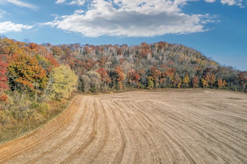 Безкоштовне стокове фото на тему «дерева, ліс, осінь»