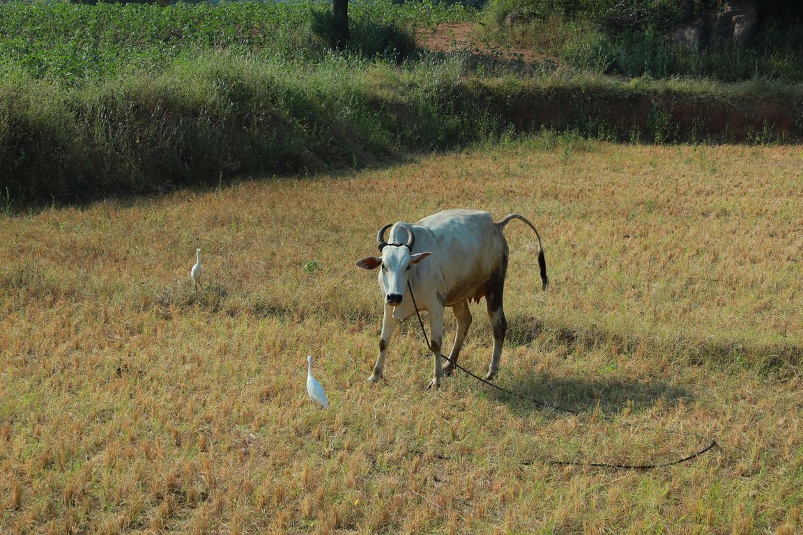 Ongole cattle in natural Telangana setting