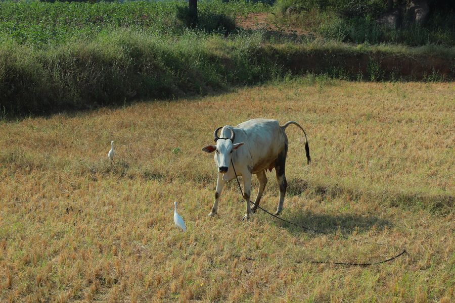 Devotees visiting the goshala grounds