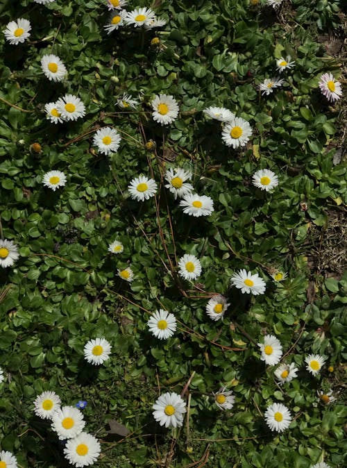 Fotobanka s bezplatnými fotkami na tému dno, kvety, pohľad zhora