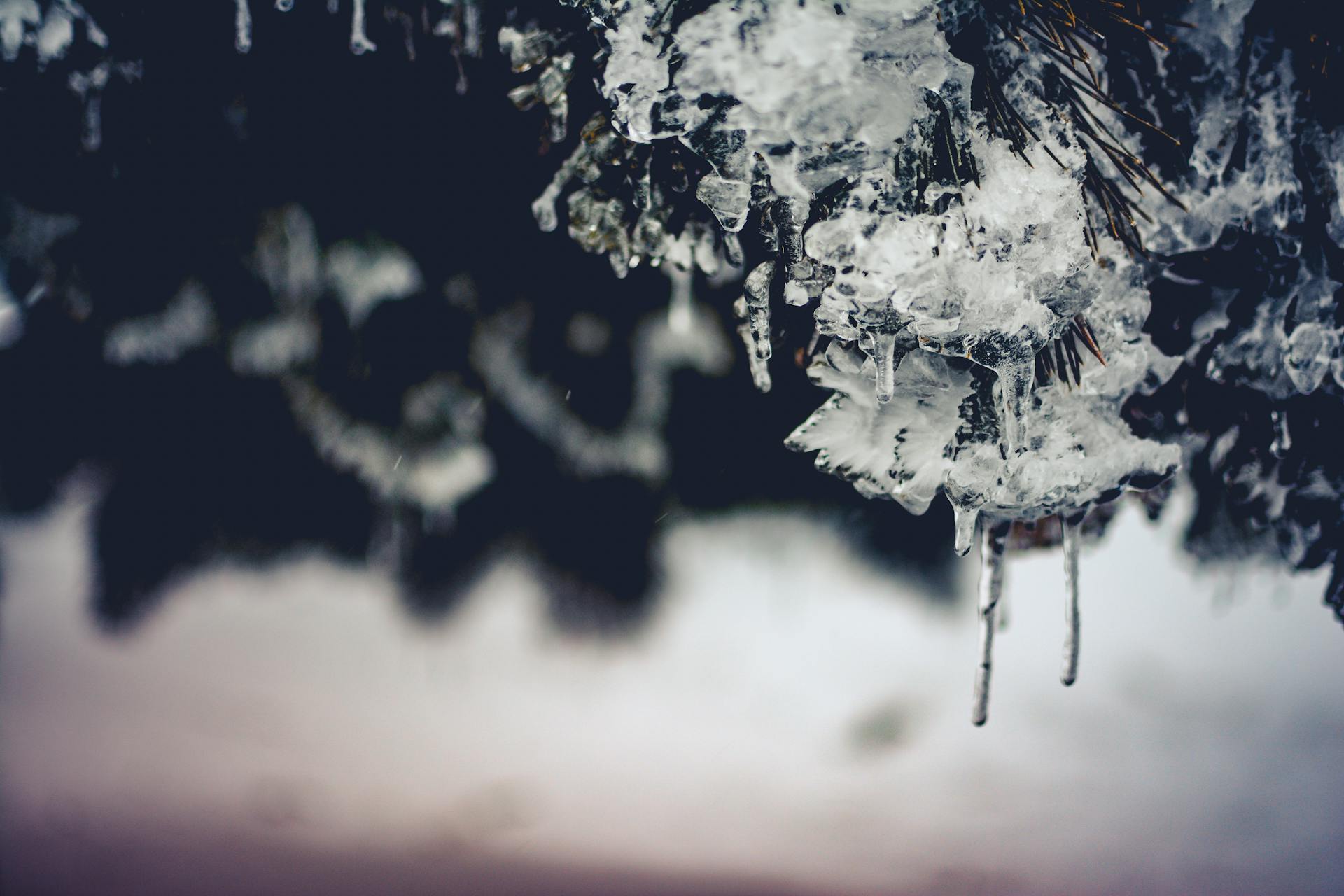 Detailed close-up of ice crystals and icicles forming on a pine branch during winter.