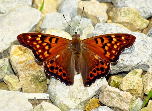 Tawny emperor (Asterocampa clyton) 