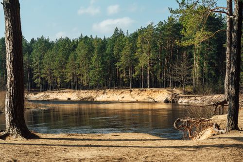 Free Peaceful river view with pine forest in Вилейка, Belarus. Perfect for nature lovers. Stock Photo