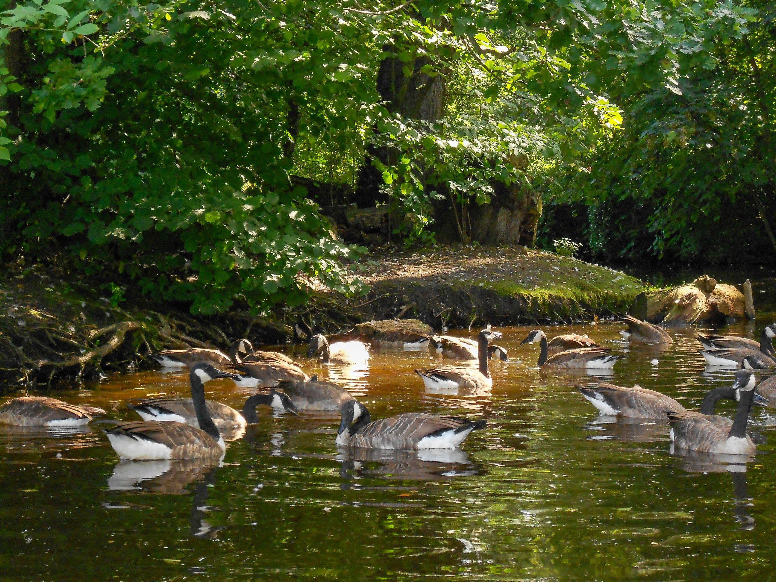 Canada Geese Swimming in a Lake · Free Stock Photo