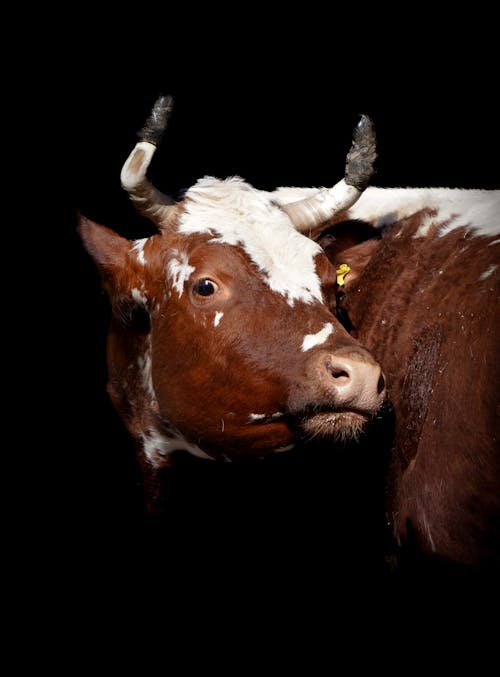 Безкоштовне стокове фото на тему «бик, вертикальні постріл, Голова»