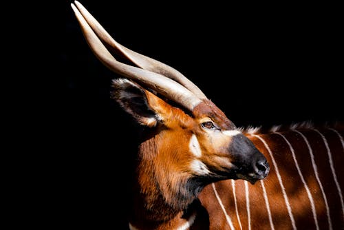 Imagine de stoc gratuită din antilopă, bongo, cap