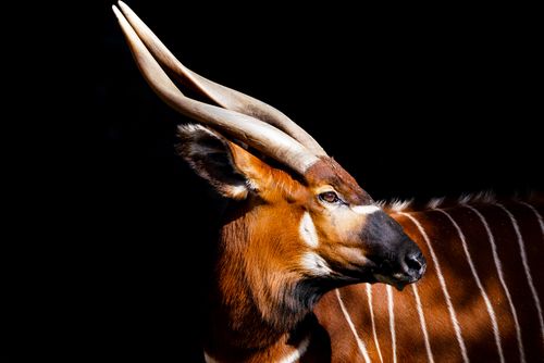 Free Close-up of a bongo antelope with long horns against a dark background. Stock Photo