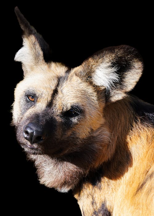 A close up of a wild dog with a black background