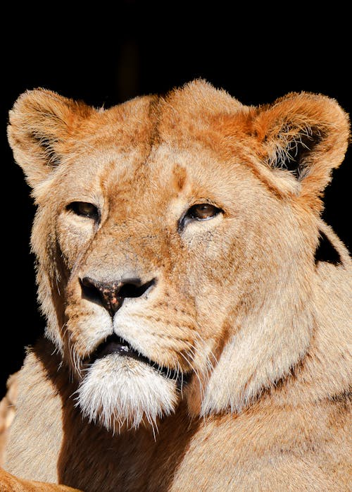 A lion is looking at the camera with its eyes closed