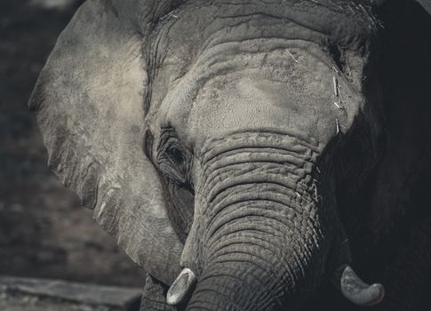 Detailed black and white close-up of an African elephant's textured skin.
