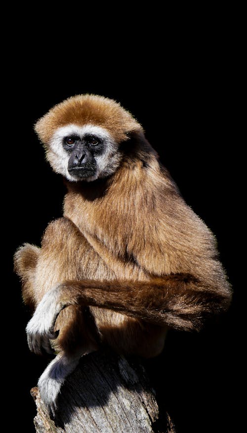 A monkey sitting on a tree stump in front of a black background