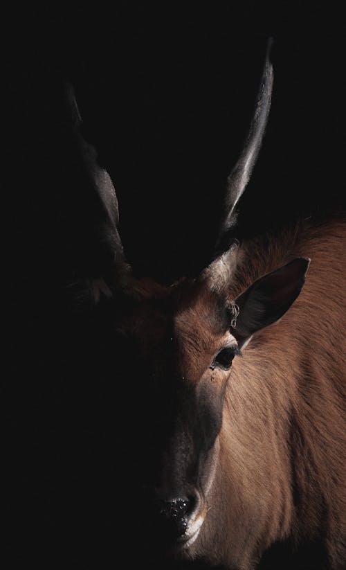 Imagine de stoc gratuită din antilopă, cap, căutare