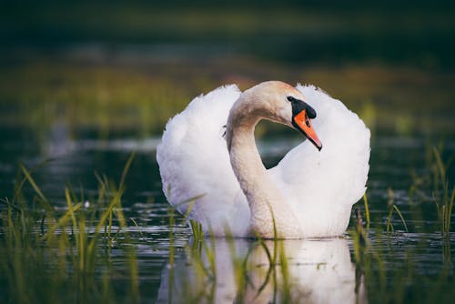 A swan is swimming in the water with its wings spread