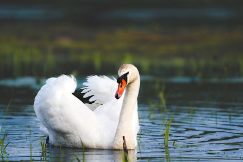 A swan is swimming in the water with its wings spread
