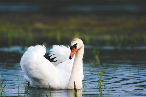 Foto d'estoc gratuïta de au, cigne blanc, estany