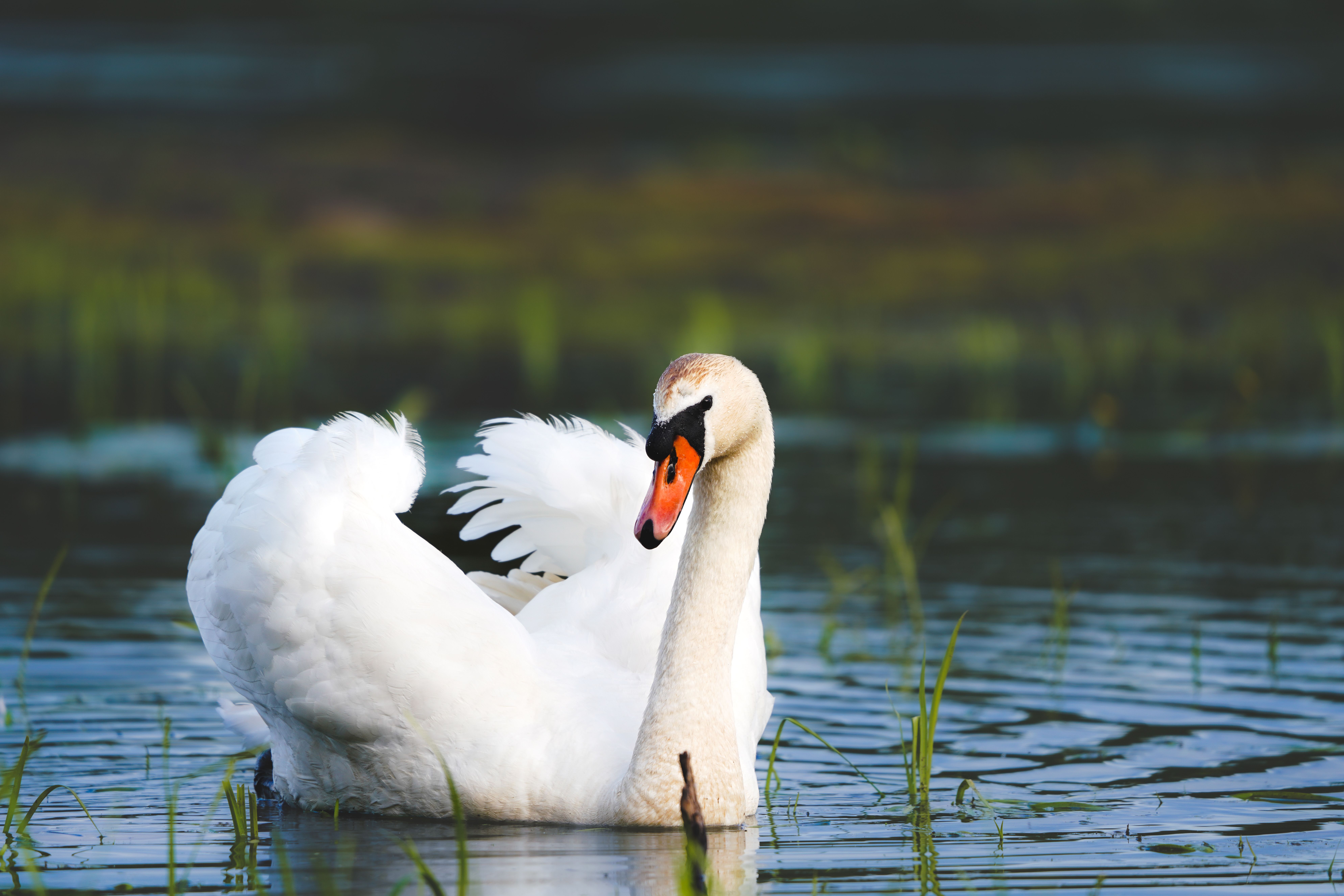 Reflection of Swan on Body of Water · Free Stock Photo