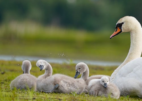 Бесплатное стоковое фото с cygnets, водоплавающие птицы, лебедь