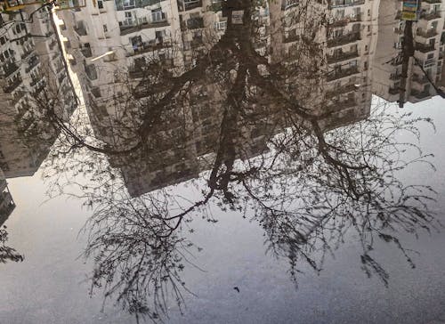 Tree and Blocks of Flats Reflection in Puddle