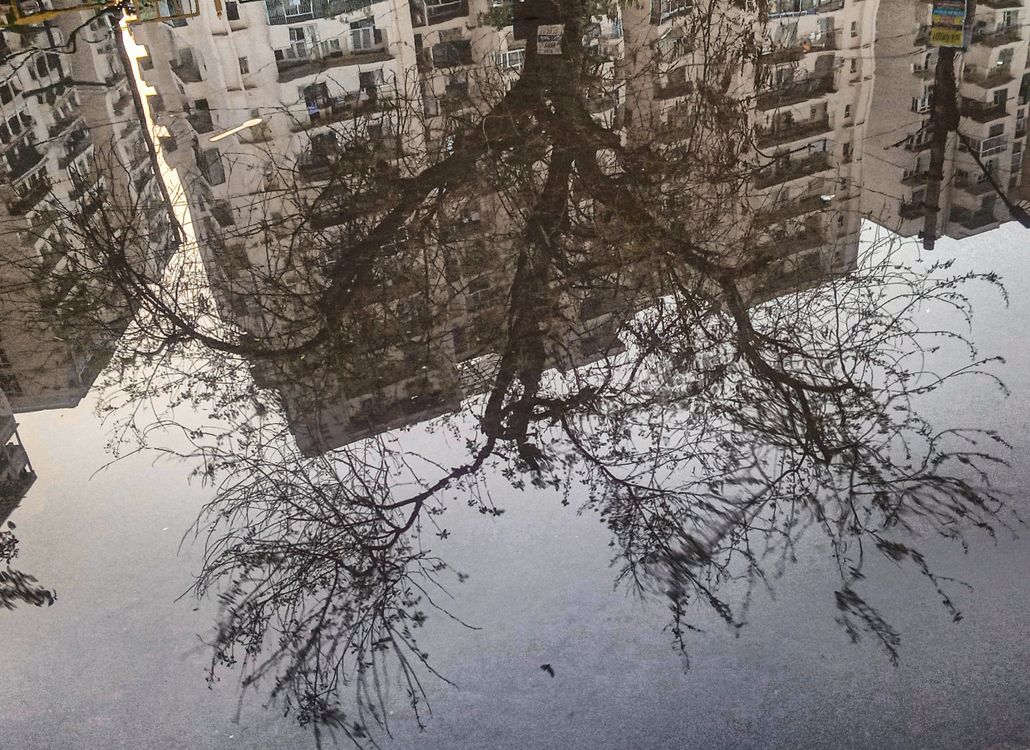 Block Tree Reflection Tree and Blocks of Flats Reflection in Puddle · Free Stock Photo