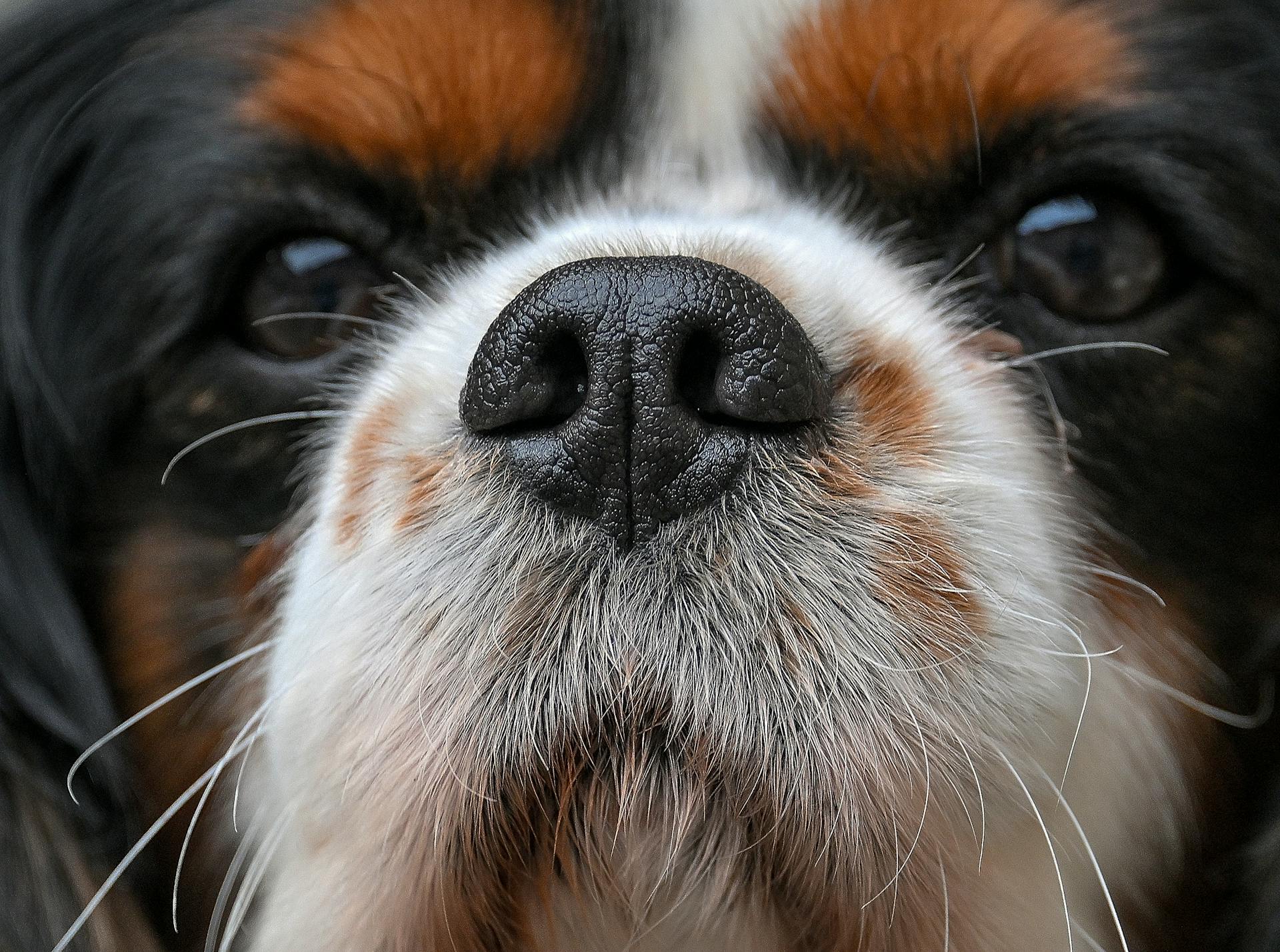 Le nez et la bouche du chien