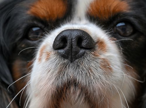 Free Detailed close-up photo of Cavalier King Charles Spaniel's nose, highlighting texture. Stock Photo