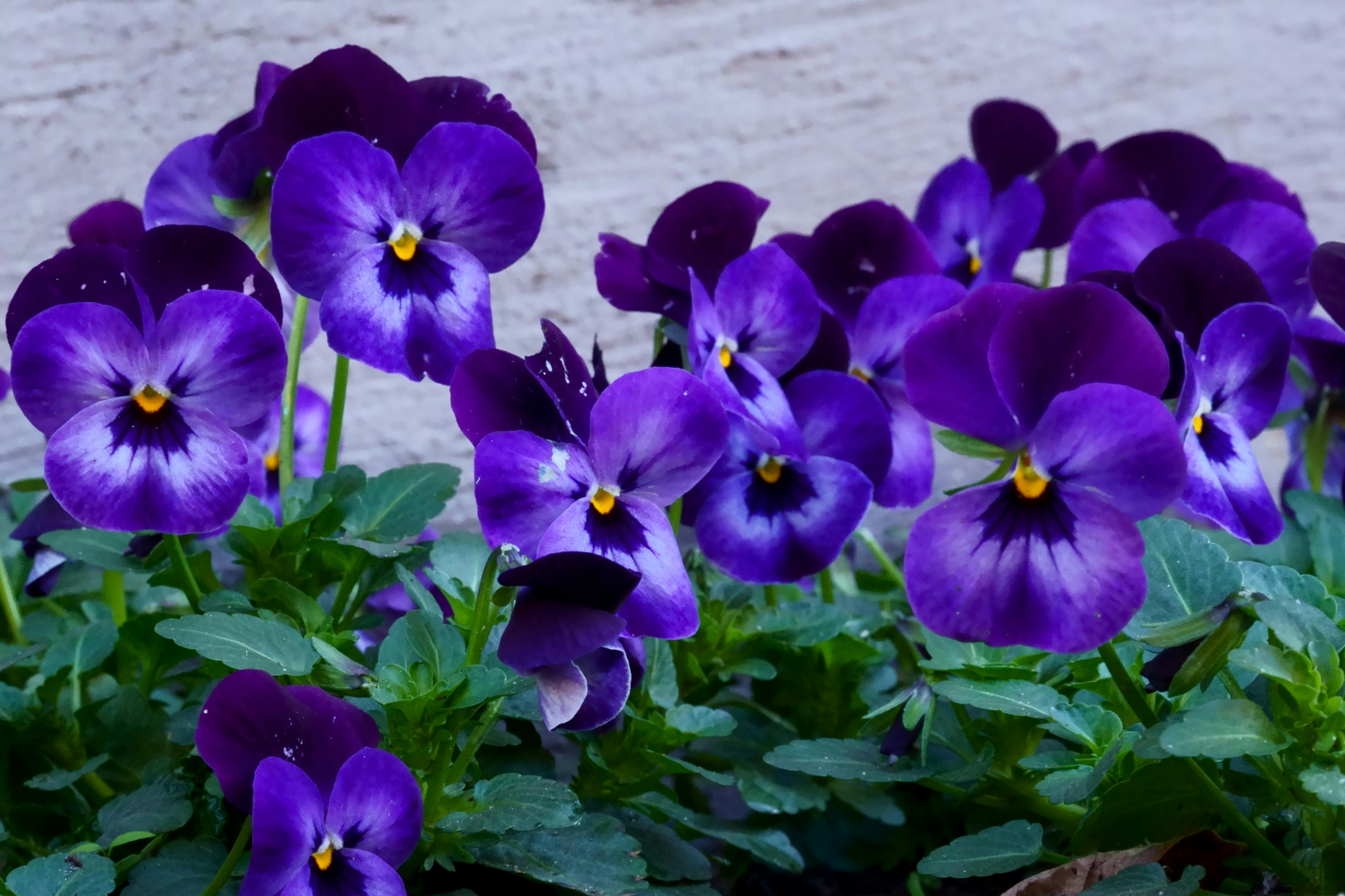 purple violets flowers