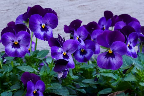Purple Violets Flowers