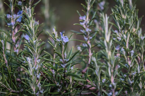 Foto stok gratis berbunga, bunga biru, herba