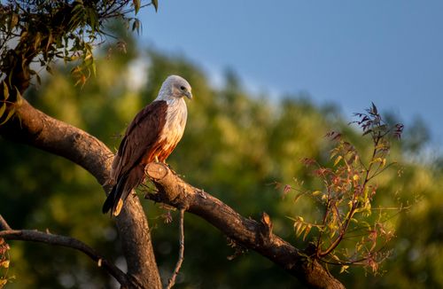 Free A brahminy kite perched on a tree branch in a sunlit natural setting, showcasing wildlife beauty. Stock Photo