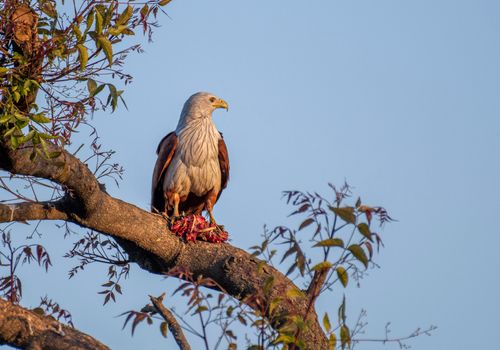 Free Brahminy Kite perches on a tree branch with prey, showcasing vivid wildlife imagery. Stock Photo