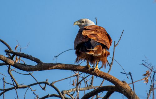 Free Brahminy kite with striking plumage perched on a tree branch under clear blue sky. Stock Photo