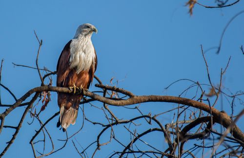 Free A close-up of a Brahminy Kite perched on a tree branch with a clear blue sky background. Stock Photo